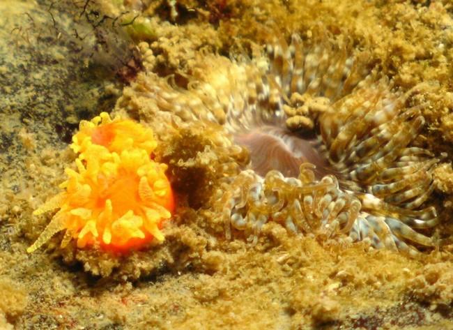 Qui peut me dire le nom de cet anemone ?