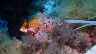 Qui peut me donner plus d'infos sur le poisson ? Rascasse ou autre ?