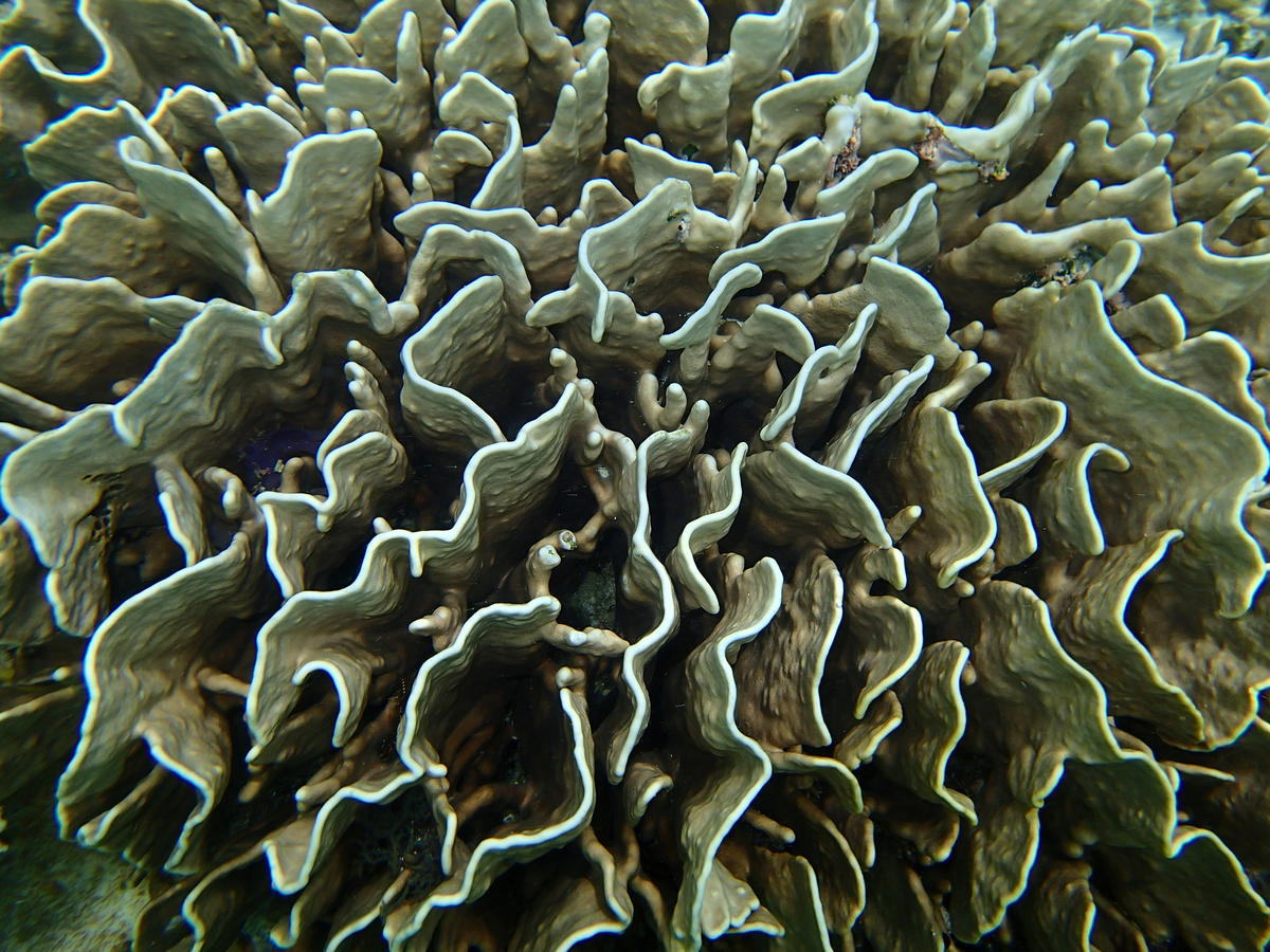Qui peut mettre un nom sur ce corail?