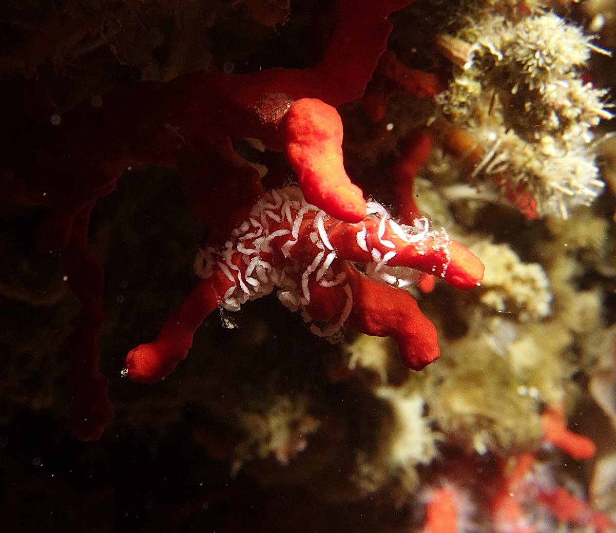 qui pond sur le corail rouge ? un prédateur aussi ?