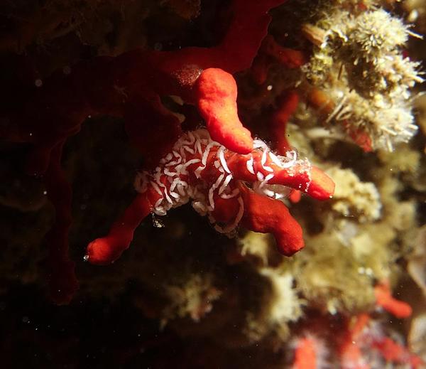 qui pond sur le corail rouge ? un prédateur aussi ?