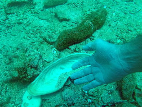 Qui pourrait m'aider à identifier cet espèce de corail ?