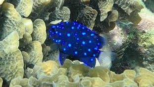 Qui pourrait m'aider à identifier cet espèce de corail ?