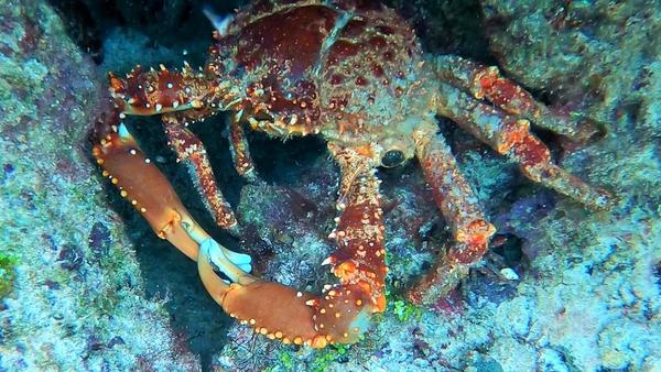 Qui pourrait m'aider à identifier cet espèce de crabe ?