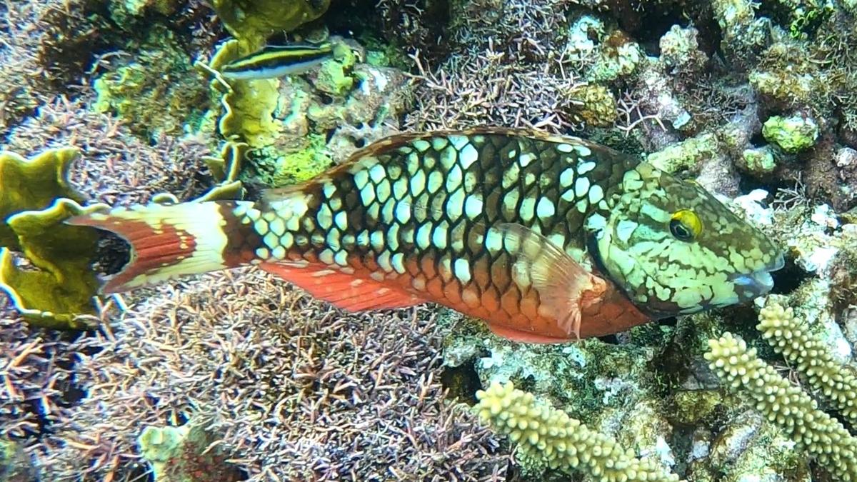 Qui pourrait m'aider à identifier cet espèce de poisson ?