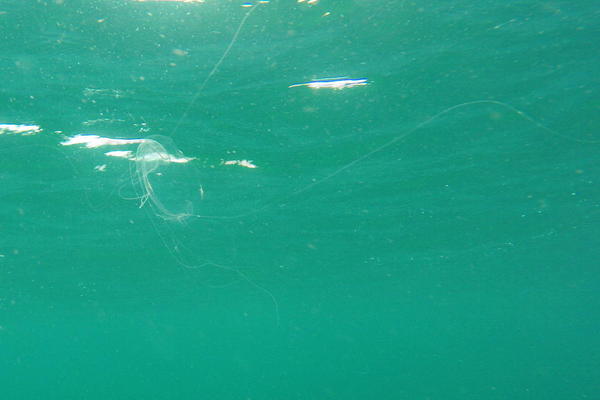 Qui pourrait m'aider à identifier cette espèce de méduse ?