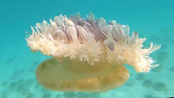 Qui pourrait m'aider à identifier cette espèce de méduse ? 