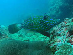 Qui pourrait m'aider à identifier cette espèce de poisson ?