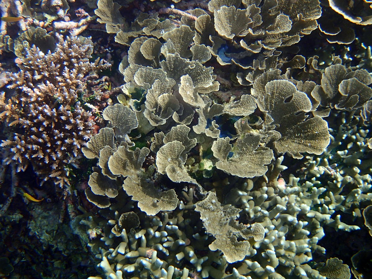 Qui pourrait mettre un nom sur ce corail?