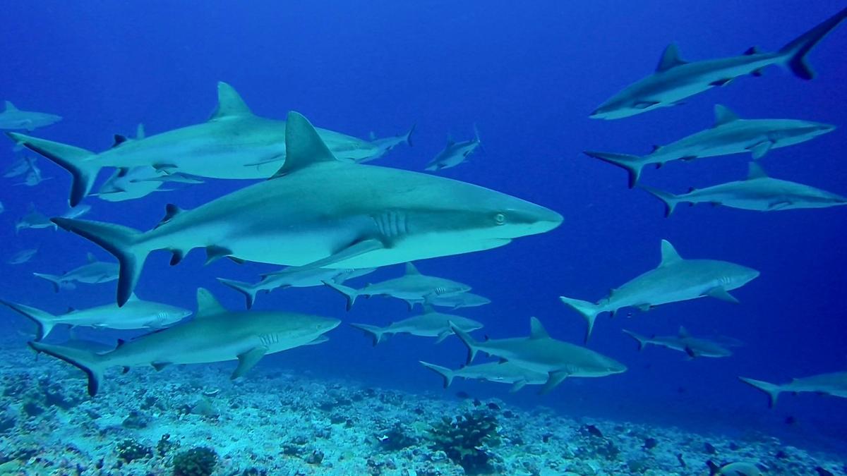 <p>Bonjour.</p><p>Je vous embête encore avec cette photo.</p><p>J'en ai croisé énormément à Fakarava ! Je les ai tous  identifié comme Carcharhinus...