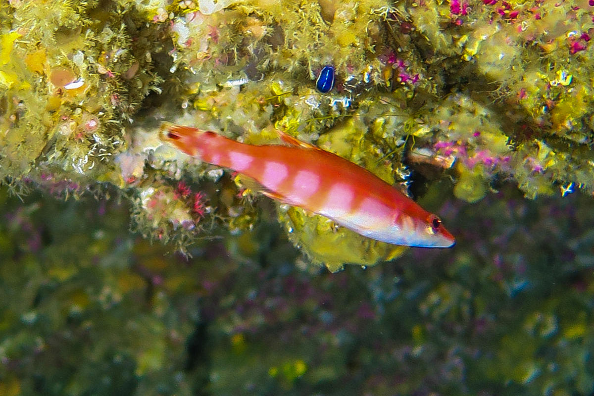 Quid de ce petit poisson