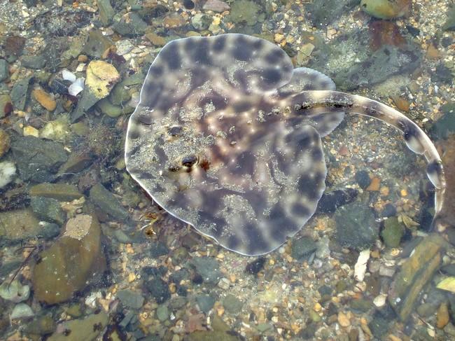Bonjour,<br />C'est bien une raie brunette, espèce courante à Agon Coutainville, voici la même prise en 2006.<br />Pour le requin, j'étais pourtant...