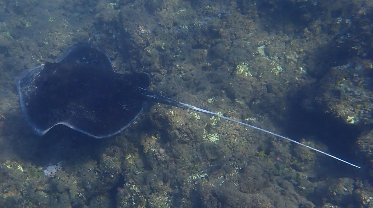 Raie pastenague à points blancs