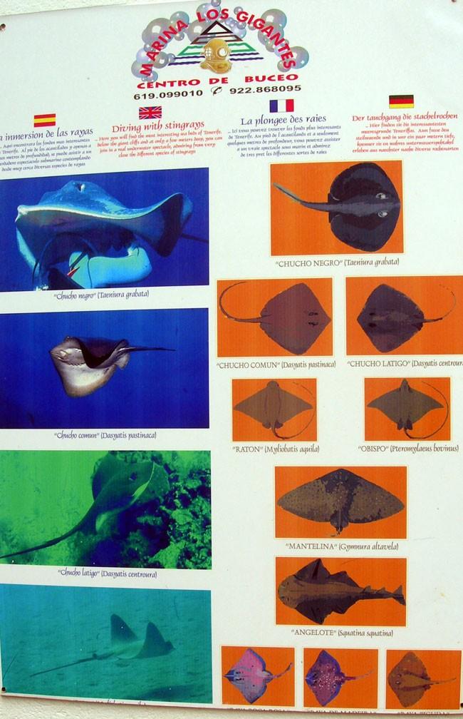 Voici l'affiche qui était à l'entrée d'un club de Tenerife (Los Gigantes) qui plonge sur des sites "caffis" de raies.<br />il manque les noms en ba...