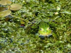 Rana esculenta ? 