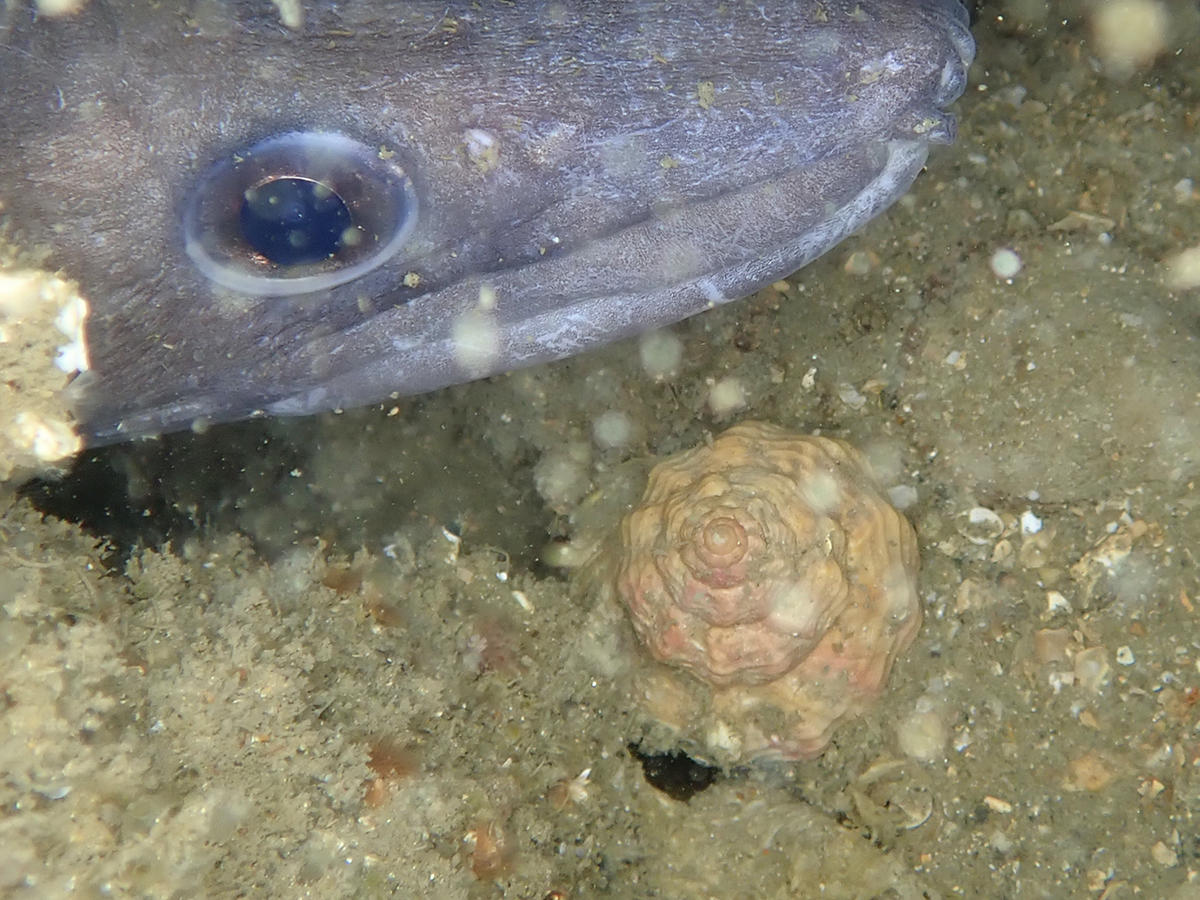 Rapana venosa en baie de Seine ?