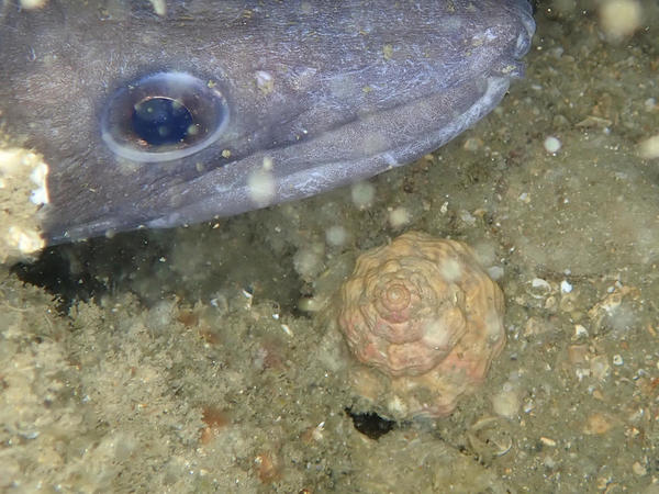 Rapana venosa en baie de Seine ?