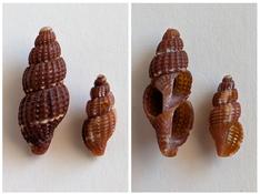 Raphitoma 1 - Une idée pour l'espèce ?