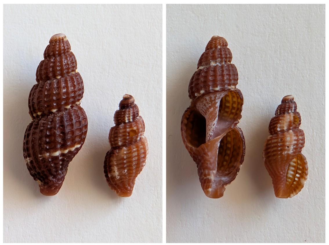 Raphitoma 1 - Une idée pour l'espèce ?