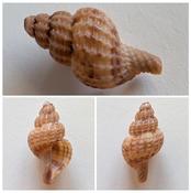 Raphitoma 2 - Identification de l'espèce ?