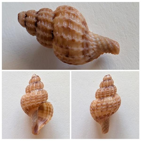 Raphitoma 2 - Identification de l'espèce ?