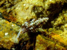 Raphitome Cyrillia linearis ou bien... (Corse) ?