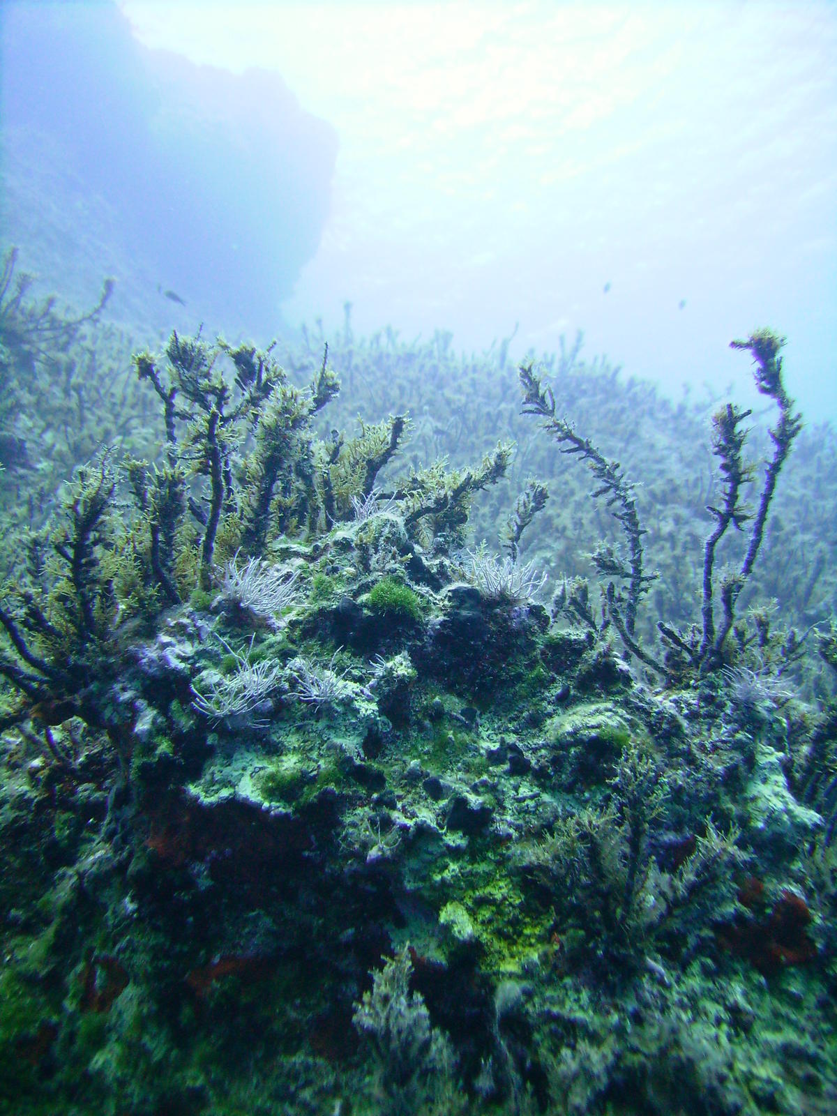 Raréfaction d'algues aux tiges rigides (?) au sud de la Crète 