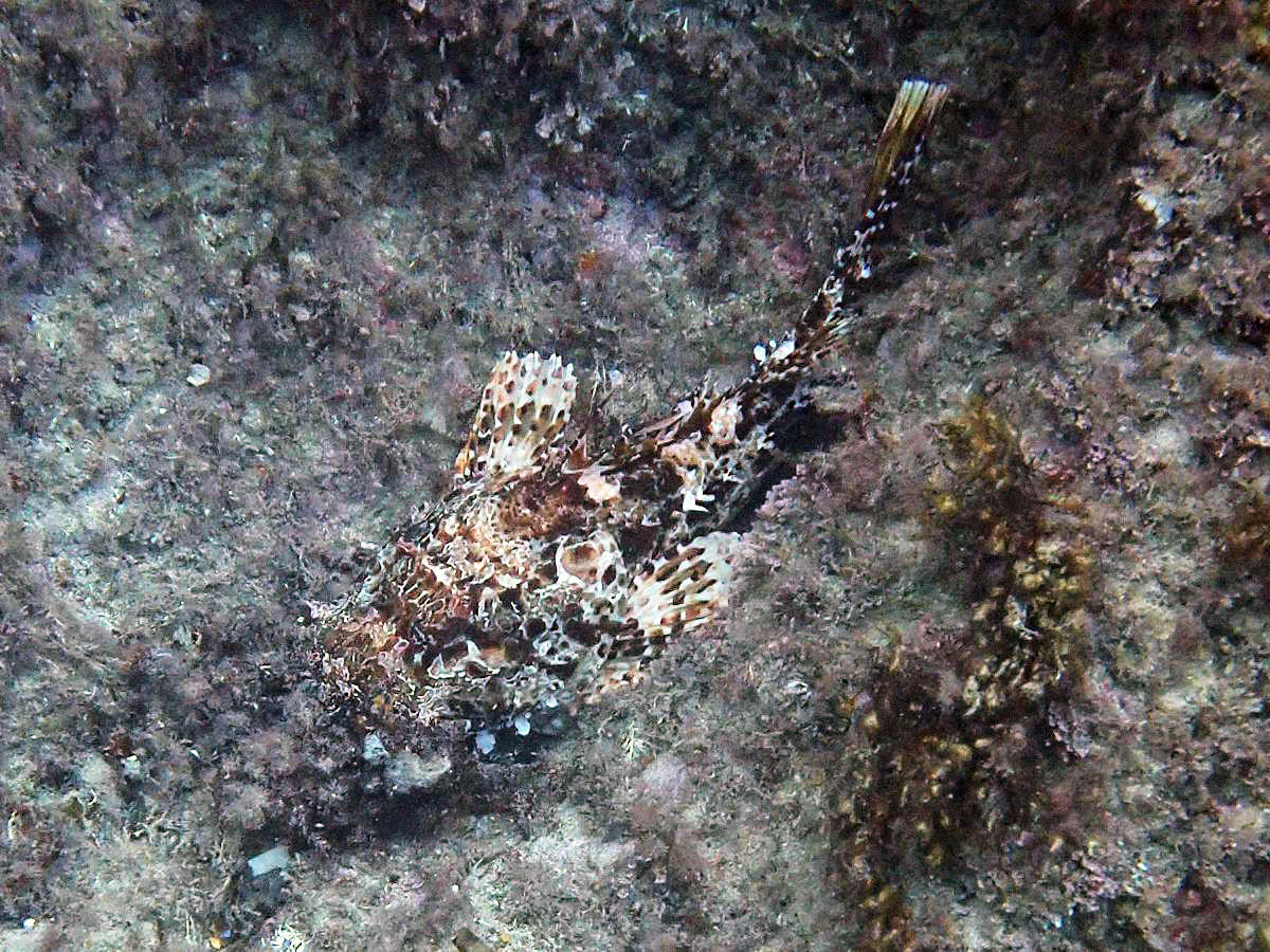 <p>Bonjour</p><p>il s'agit d'un chapon.</p><p>on voit les lambeaux de peau qui pendent sous la bouche, qui sont un critère d'identification facile...