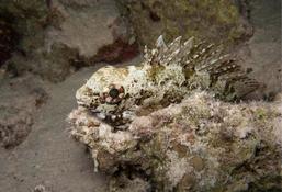 Rascasse de corail