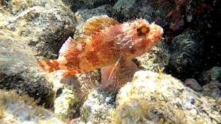 Rascasse ou poisson scorpion?