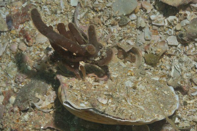 Merci Frédéric, J'étais loin de penser à un bryozoaire. Après grossissement, on distingue bien les lophophores. Encore merci. je te joins une autre...