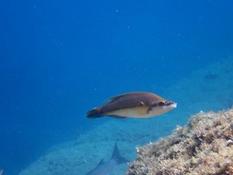 Recherche identification poisson