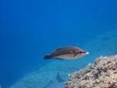 Recherche identification poisson