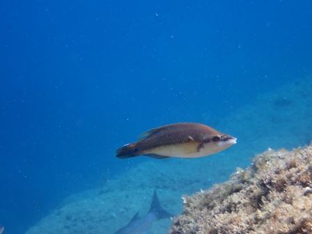 Recherche identification poisson