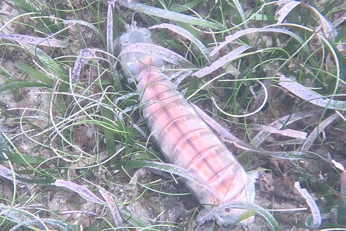 Recherche l'espèce d'une Squille observée en Guadeloupe?