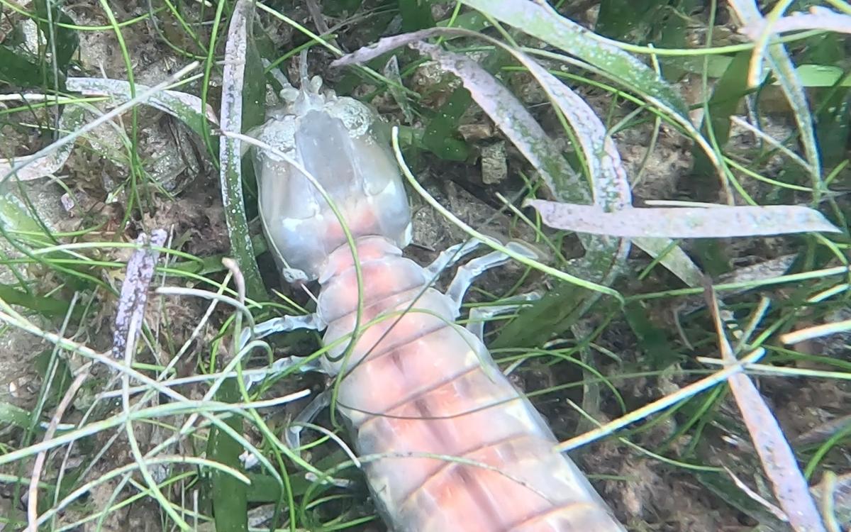 <p>J'ai pensé à Pseudosquilla ciliata même si cette couleur n'as pas l'air d'être très présente chez cette espèce ?</p><p>(Voici une seconde image...