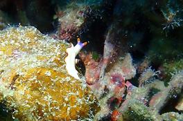 recherche le nom de ce nudibranche