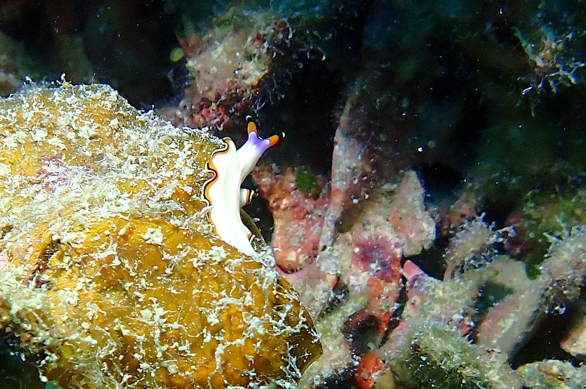 recherche le nom de ce nudibranche