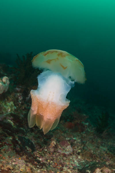 Recherche le nom de cette méduse