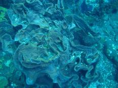 recif corallien