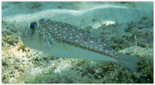 Reconnaissance espèce poisson