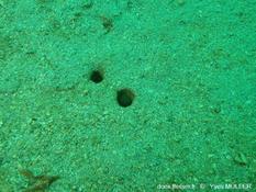 Reconnaître les principaux bivalves fouisseurs ou foreurs au moyen de leurs siphons