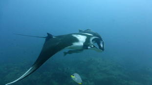 Remora des cétaces ?