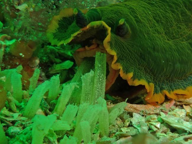 repas de Dendrodoris limbata