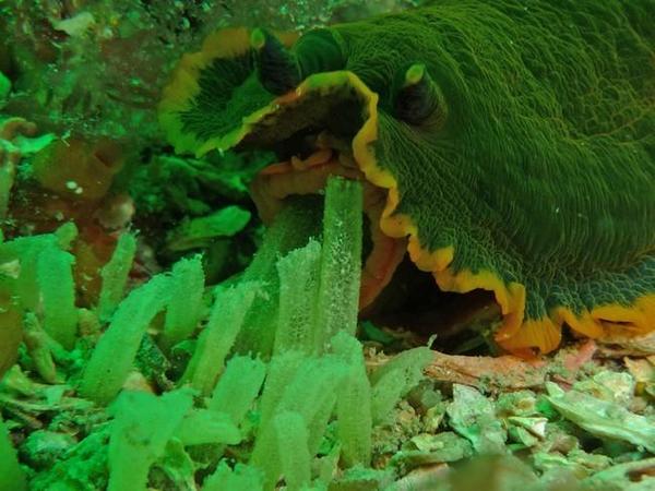 repas de Dendrodoris limbata