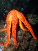 Reproduction d'étoile