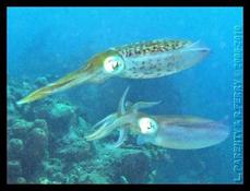 Reproduction des Calmars de Récifs (Caraïbes)