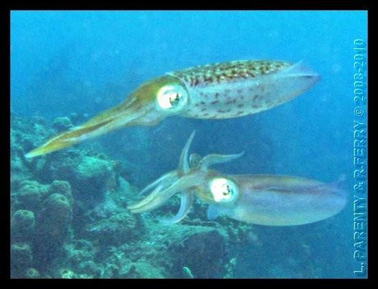 Reproduction des Calmars de Récifs (Caraïbes)