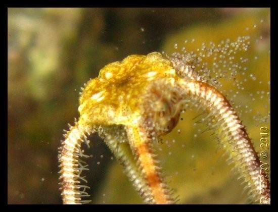 Reproduction echinodermes (caraïbes)