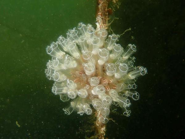 Reproduction grande claveline ?